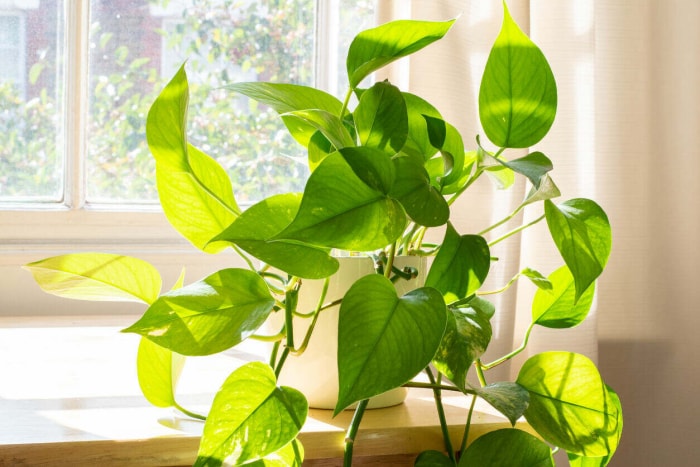 Plante d'intérieur Devils Ivy à côté d'une fenêtre dans une maison ou un intérieur d'appartement joliment conçu.