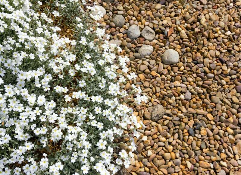 Les 15 meilleures plantes pour les rocailles