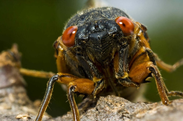 Cigale (Couvée X) - Plusieurs heures après avoir mué, une cigale attend que sa carapace durcisse sur une branche d'arbre