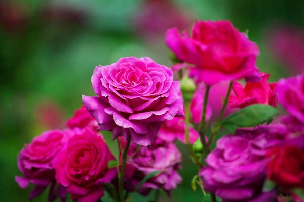 iStockplantes_de_terrasse_roses