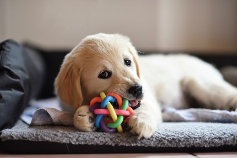 Petit chiot mâchant un jouet.