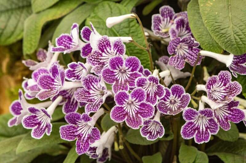 Fleurs de primevère du Cap violettes et blanches.