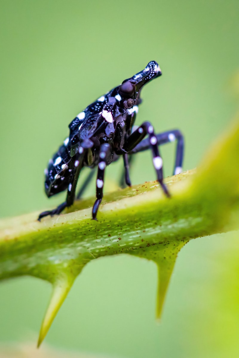 iStock-1347968801 mouche de la lanterne tachetée répandant une jeune nymphe de mouche de la lanterne tachetée