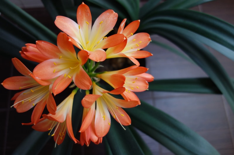 Fleurs de clivia jaunes et oranges.