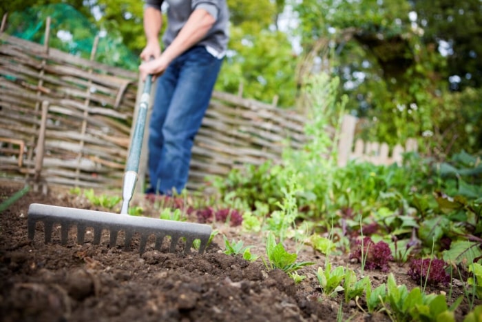 Personne ratissant le jardin