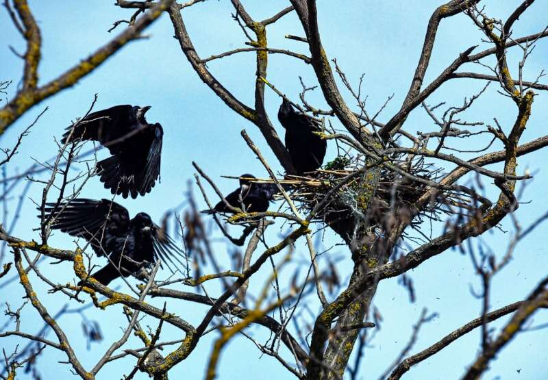 Corbeaux sur l'arbre faisant leur nid