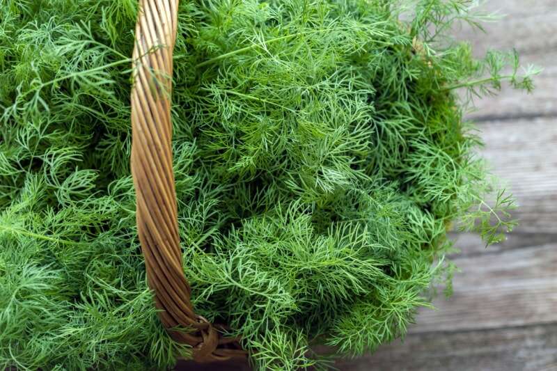 Les meilleures herbes à cultiver en intérieur