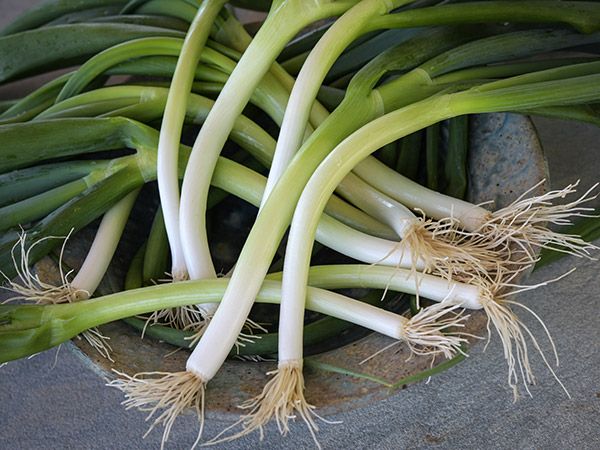 oignons verts longs sur une assiette en céramique