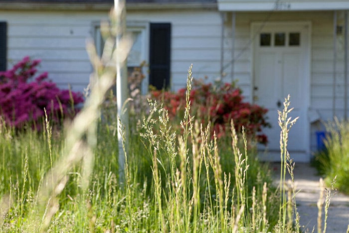 gros plan sur l'herbe longue dans la cour avant mal entretenue d'une maison blanche qui est floue en arrière-plan