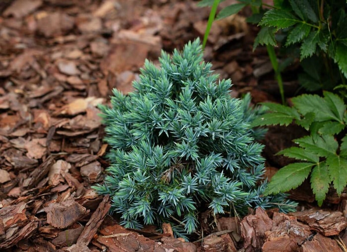 9 raisons pour lesquelles vous devriez pailler votre jardin chaque automne