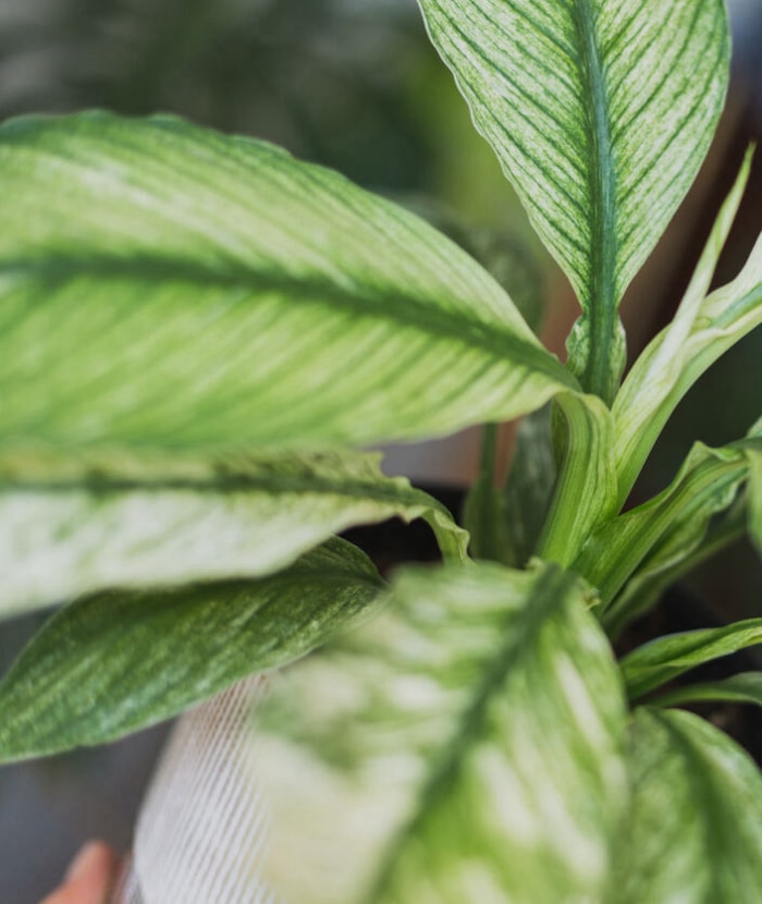 Spathiphyllum Sensation Variegata, plante d'intérieur à fleurs de lys de la paix panachées. Faible profondeur de champ montrant une nouvelle feuille