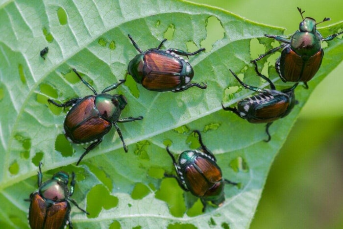 Coléoptères japonais mangeant une feuille