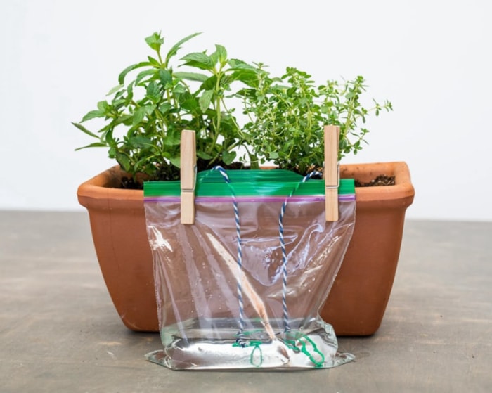 Sac Ziploc avec ficelle utilisé pour arroser la plante.