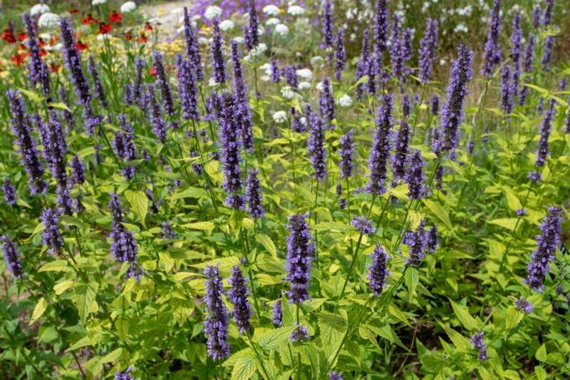 champ d'hysope anisée aux longues fleurs violettes et aux hautes herbes