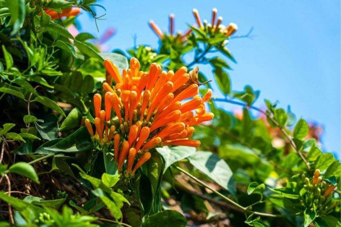 plantes indigènes