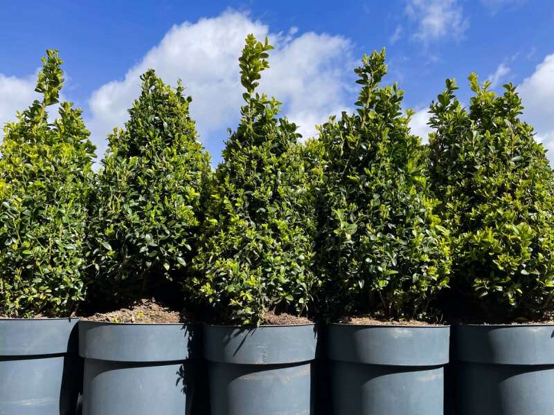 Image en gros plan de rangées de cinq plantes de buis topiaire (Buxus sempervirens) en pot et taillées, fond de ciel ensoleillé, bleu et nuageux, mise au point sur le premier plan