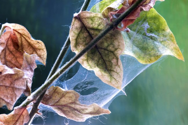 Nuisibles aux plantes d'intérieur - Acariens