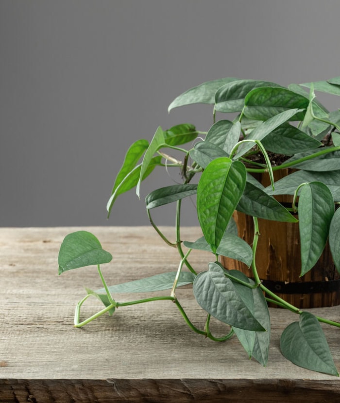 Epipremnum Pinnatum Cebu Blue, plante d'intérieur tropicale aux feuilles bleu argenté Couleurs sur la table en bois