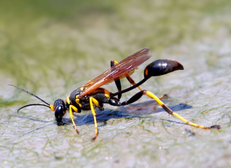 Une guêpe daube de boue boit de l'eau du sol.