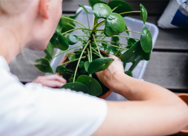 entretien du pilea le meilleur sol