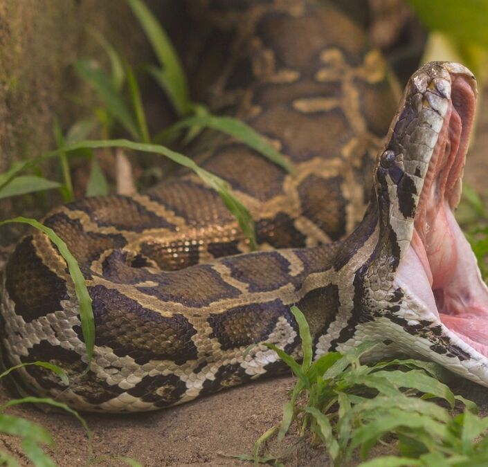 Serpent avec la bouche ouverte