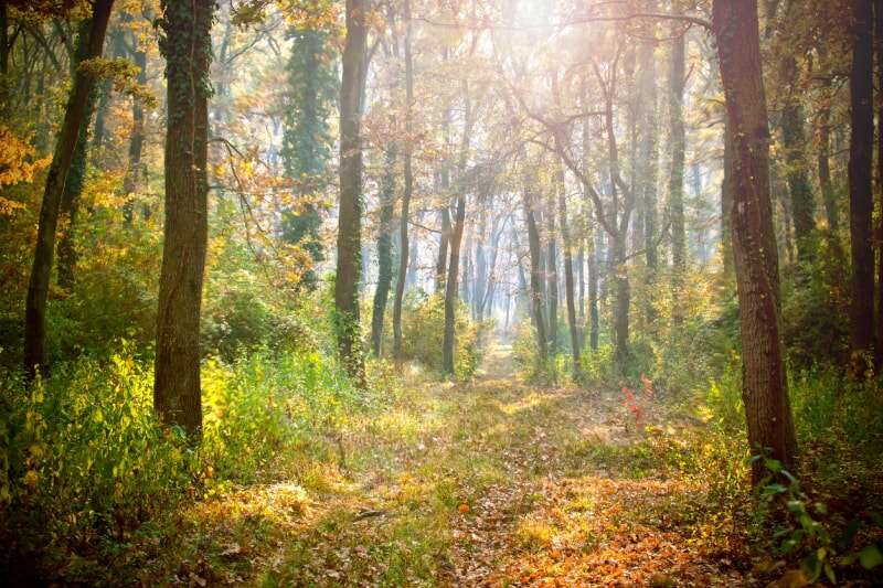 Forêt colorée et ensoleillée en été. Paysage de la nature avec la lumière du soleil