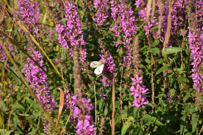 champ de grandes fleurs violettes avec un papillon perché parmi elles