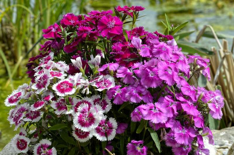 iStock-1320043452 fleurs annuelles dianthus.jpg