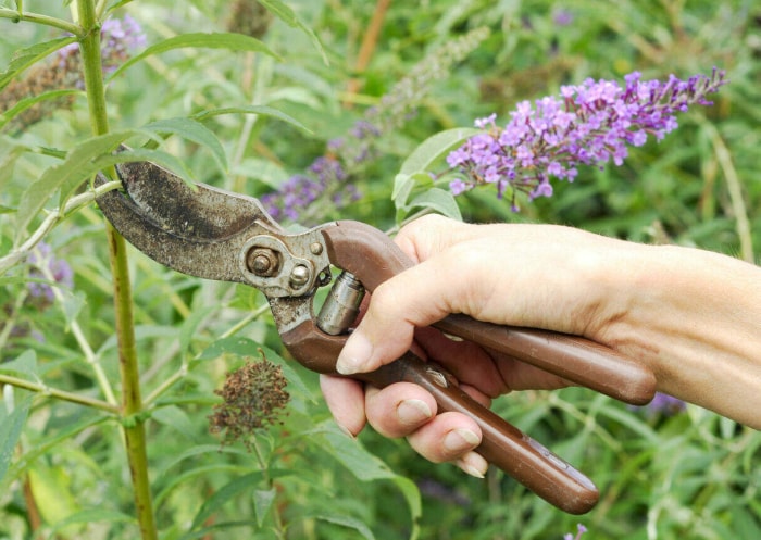 entretien des buissons de papillons