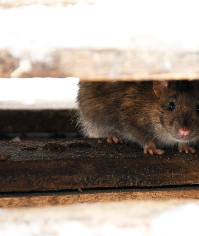 Un rat se cache dans une maison sous des planches de bois et regarde dehors.