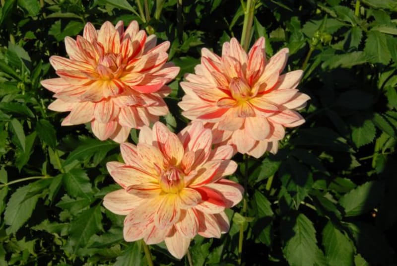 soins des dahlias