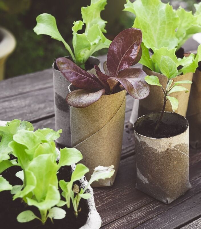 façons gratuites de démarrer un jardin - démarrage de plantes dans des rouleaux de papier toilette