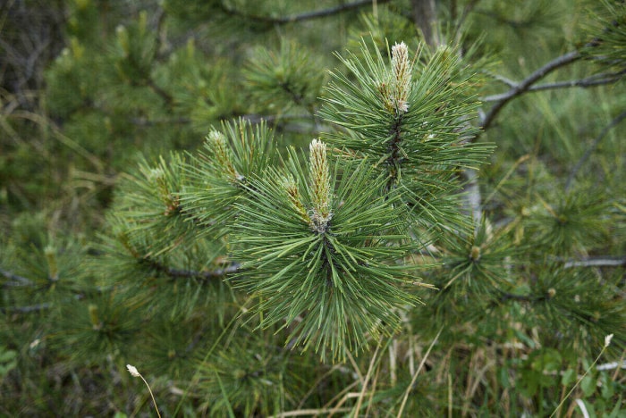 types de pins pins de l'Oregon