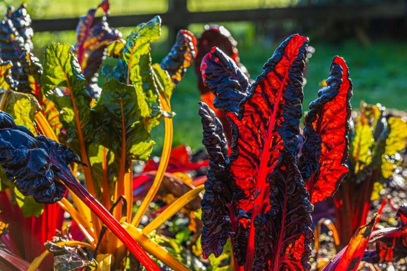 vue rapprochée de feuilles de bette à carde rouge foncé poussant dans un jardin