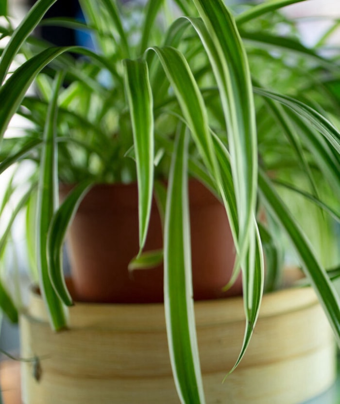 Vue d'une plante araignée comme décoration d'intérieur, comme arrière-plan.