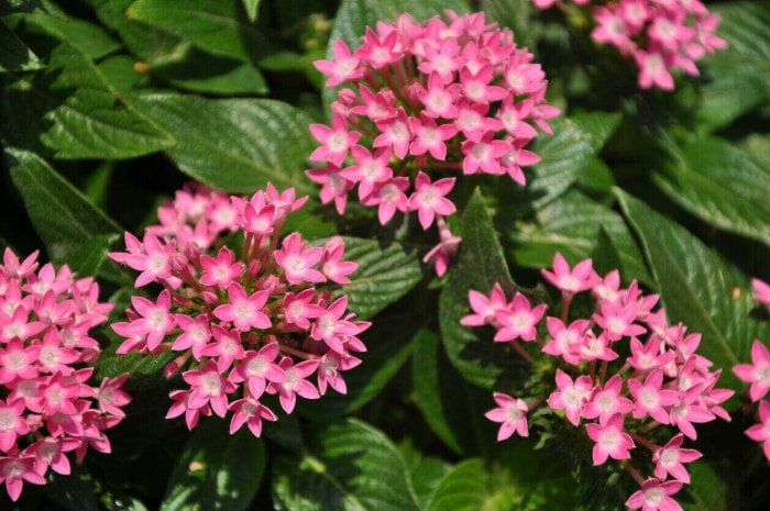 iStock-173871951 fleurs annuelles pentas.jpg