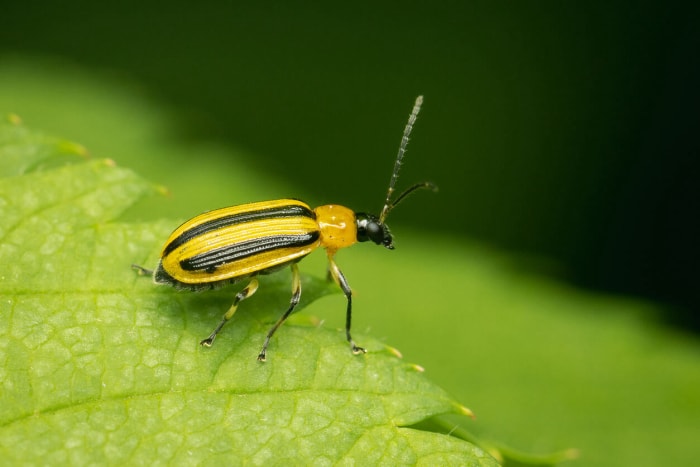 Comment se débarrasser des chrysomèles du concombre