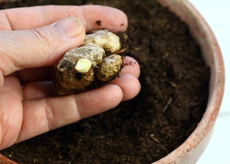 Racine de gingembre germée prête à être plantée dans la main du jardinier.