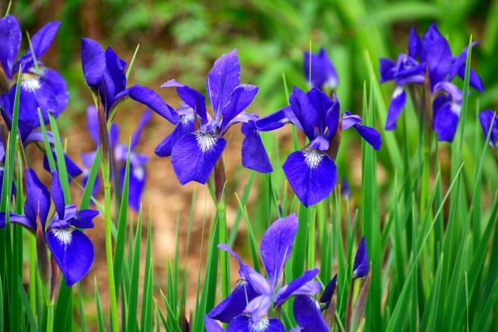 Groupe de fleurs d'iris bleu vif.