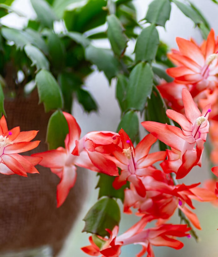 iStock-1287262328-soin du cactus de Thanksgiving cactus rouge de Thanksgiving