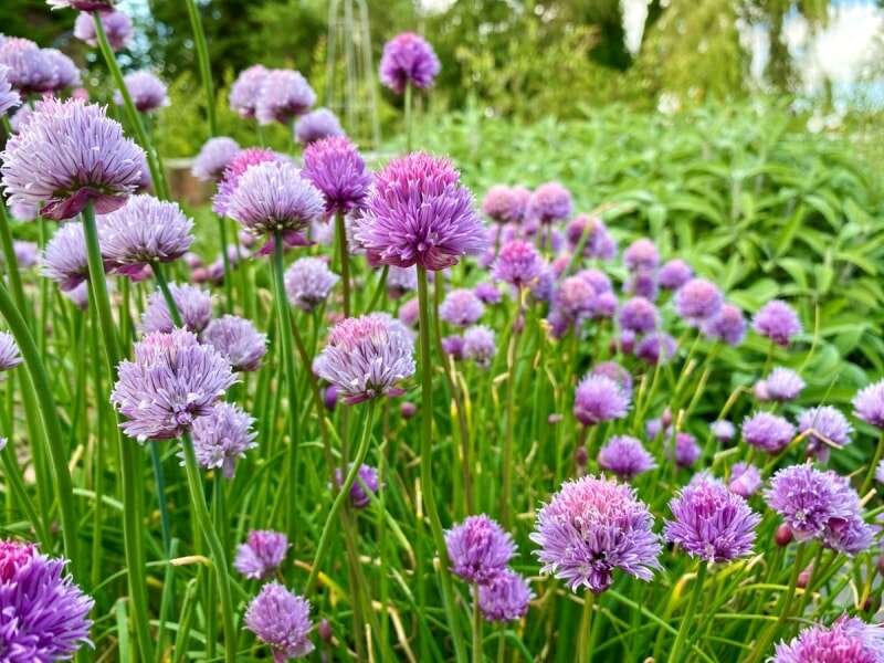 Plantes de ciboulette à fleurs violettes.