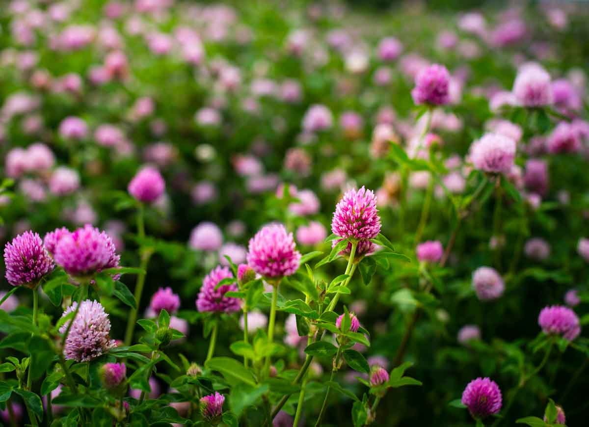 Les meilleures choses que vous pouvez faire pour le sol de votre jardin