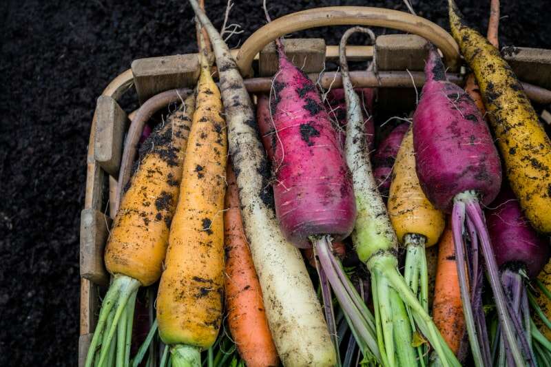 comment faire pousser des carottes