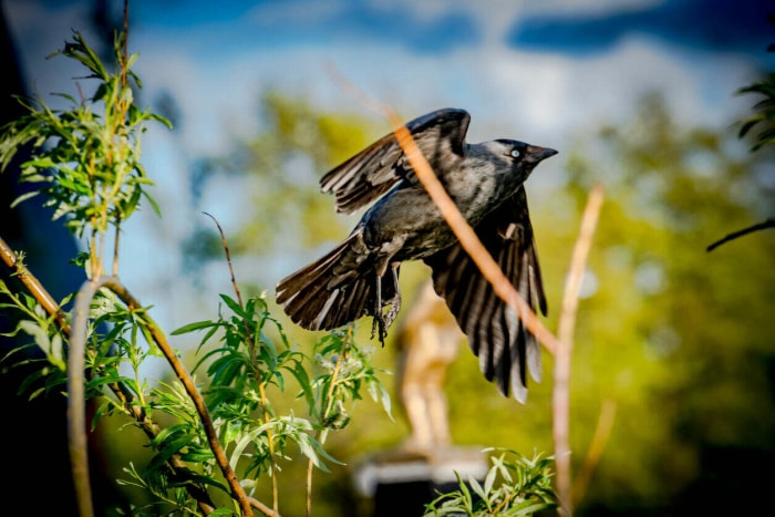 Le corbeau s'envole.