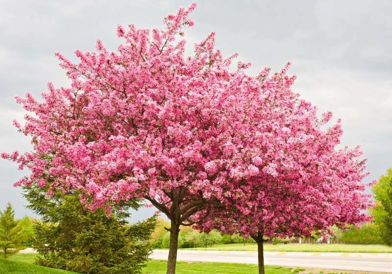 meilleurs arbres pour l'arrière-cour, le redbud oriental en fleurs, fleurs roses près de la route