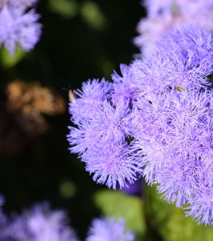 Fleur de soie violette.