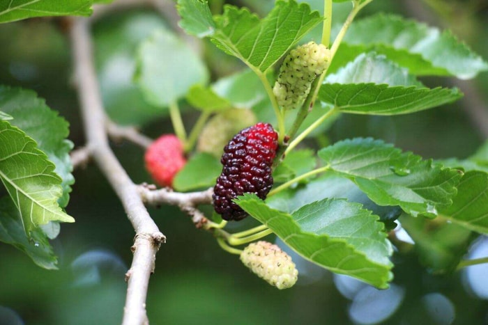 Mûres mûres et non mûres poussant sur la même branche d'un mûrier.