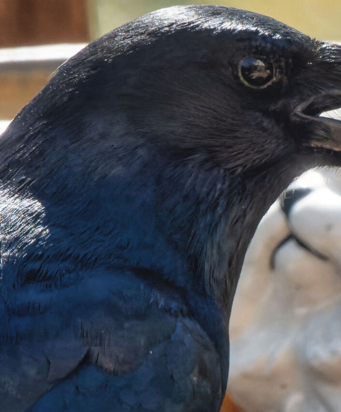 gros plan d'un corbeau mangeant une cacahuète