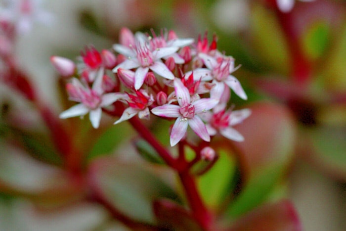 Crassula ovata, communément appelée plante de jade, plante à monnaie ou plante à dollar, est un arbuste succulent ramifié populaire, originaire d'Afrique du Sud. De minuscules fleurs, blanches à roses, peuvent apparaître au printemps. Elles sont largement cultivées comme plantes d'intérieur, mais ont besoin d'une lumière très vive pour bien pousser et d'une position ensoleillée pour fleurir.