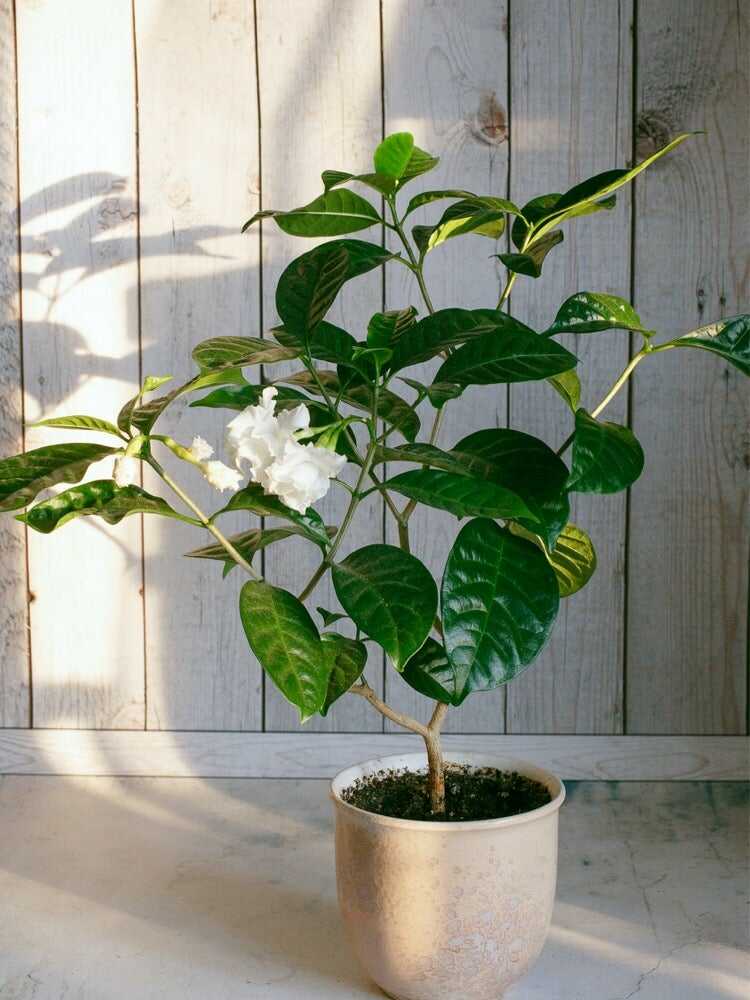 10 plantes que vous pouvez hiverner à l'intérieur